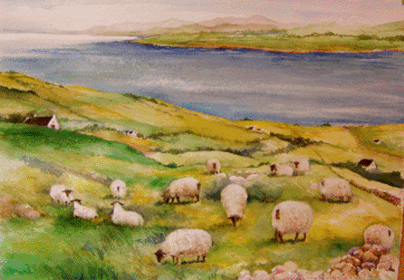irish sheep