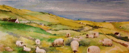 irish sheep