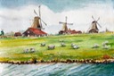 Sheep and Windmills